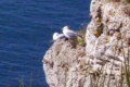mouettes